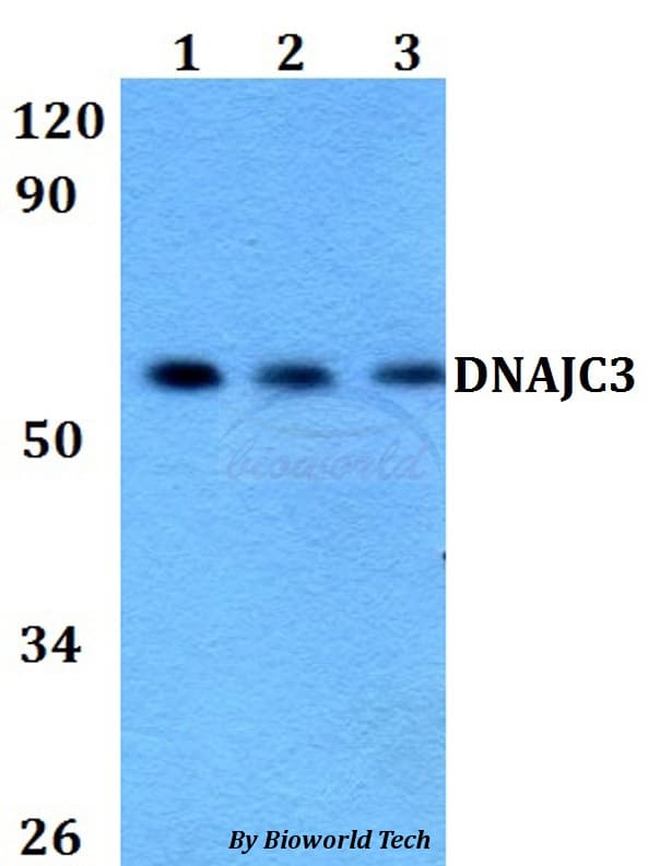 DNAJC3 / p58IPK Antibody