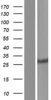 CYB5D1 Protein (Over-Expression Lysate Myc-DDK (Flag))