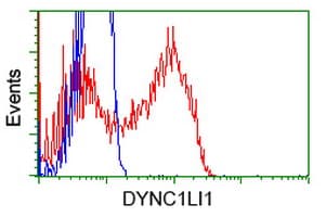 DYNC1LI1 Antibody (clone OTI1D1, Carrier-free)