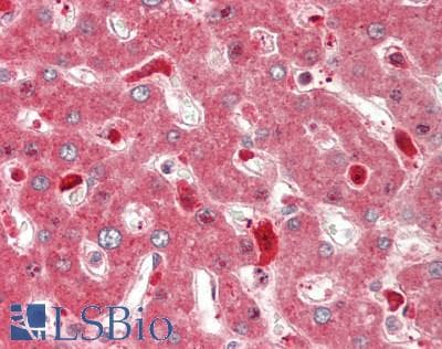 IHC-plus™ CYP1A1 Antibody