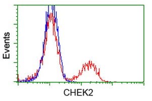 CHEK2 / CHK2 Antibody (clone OTI2H5)