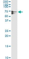 Monoclonal Mouse anti-Human PLK1 / PLK-1 Antibody (clone 2G12, IF, WB)