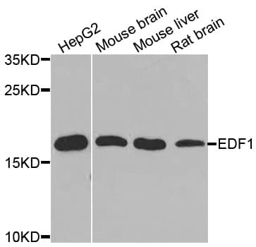 EDF1 / MBF1 Antibody