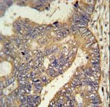 PARD6G Antibody (aa18-47)