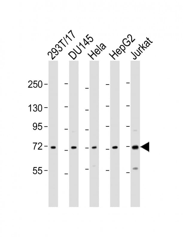 ZFP64 Antibody (aa244-279)
