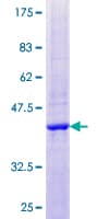 Human DNASE2B Protein (Recombinant GST)