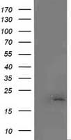MCTS1 Antibody (aa1-181, clone OTI2F9)