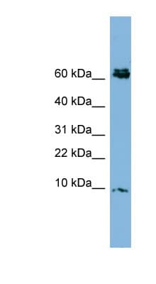 CRIP1 Antibody (N-Terminus)