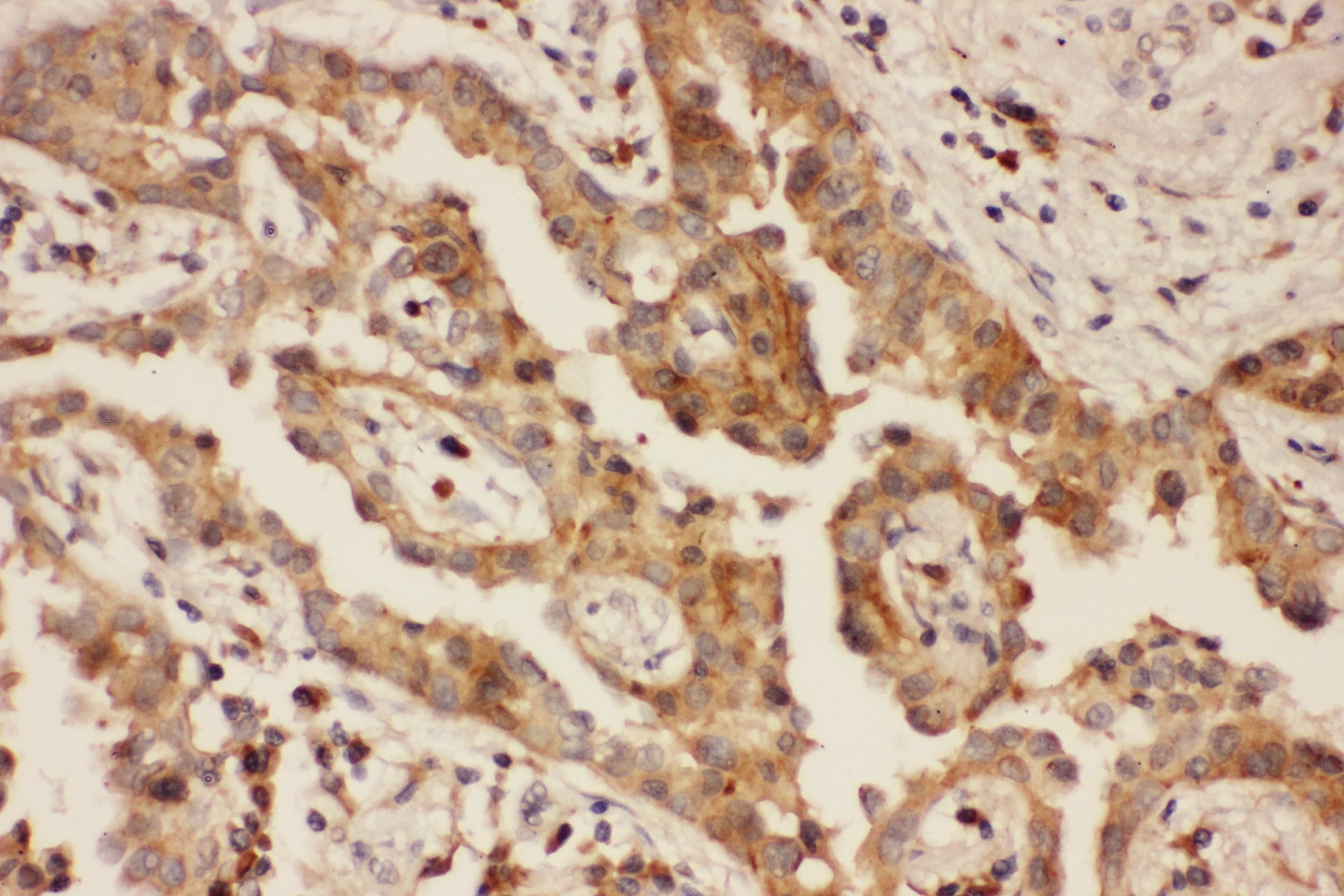 CXCR3 Antibody (aa1-368)