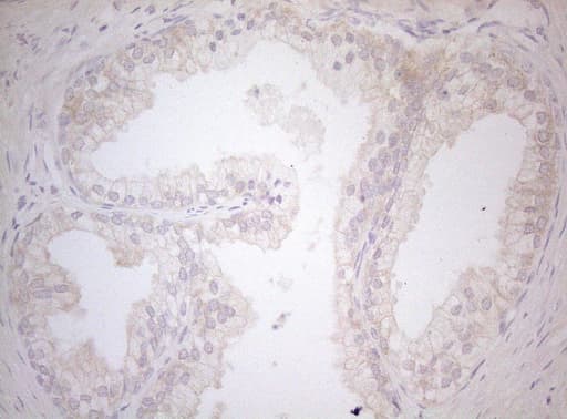 MXD4 Antibody (clone OTI7F7)