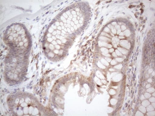 CDC42SE2 Antibody (clone OTI1B12)