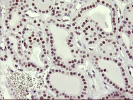 RNF113B Antibody (clone OTI1B10)