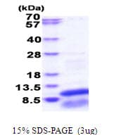 Human GNG13 Protein (Recombinant His)