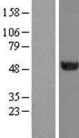 TUBA1C / Tubulin Alpha 1C Protein (Over-Expression Lysate Myc-DDK (Flag))