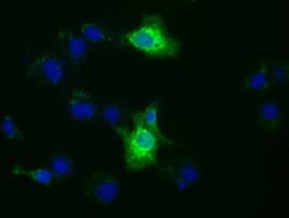 XPNPEP1 / Aminopeptidase P Antibody (clone OTI1E3)