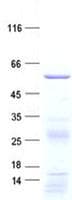 Human EXOC4 / SEC8 Protein (Recombinant His, N-Terminal)