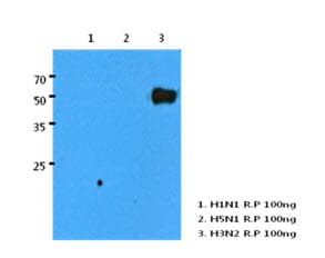 Influenza A Virus H3N2 Antibody (clone AT1B7)