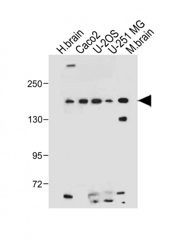 TNIK Antibody