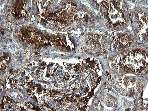 FGG / Fibrinogen Gamma Antibody (clone OTI1D11)