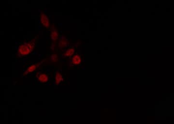 SP3 Antibody