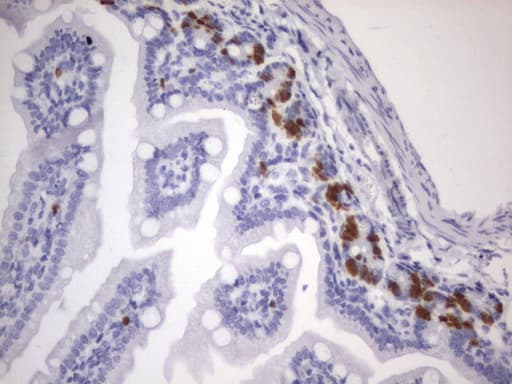 BrdU Antibody (clone 4C9)