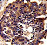 PDRG1 Antibody (aa12-41)