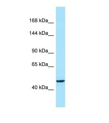 ACAD10 Antibody (aa306-355)
