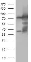 MUT / MCM Antibody (clone OTI2C8, Carrier-free)