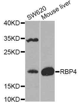 RBP4 Antibody