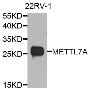 METTL7A Antibody