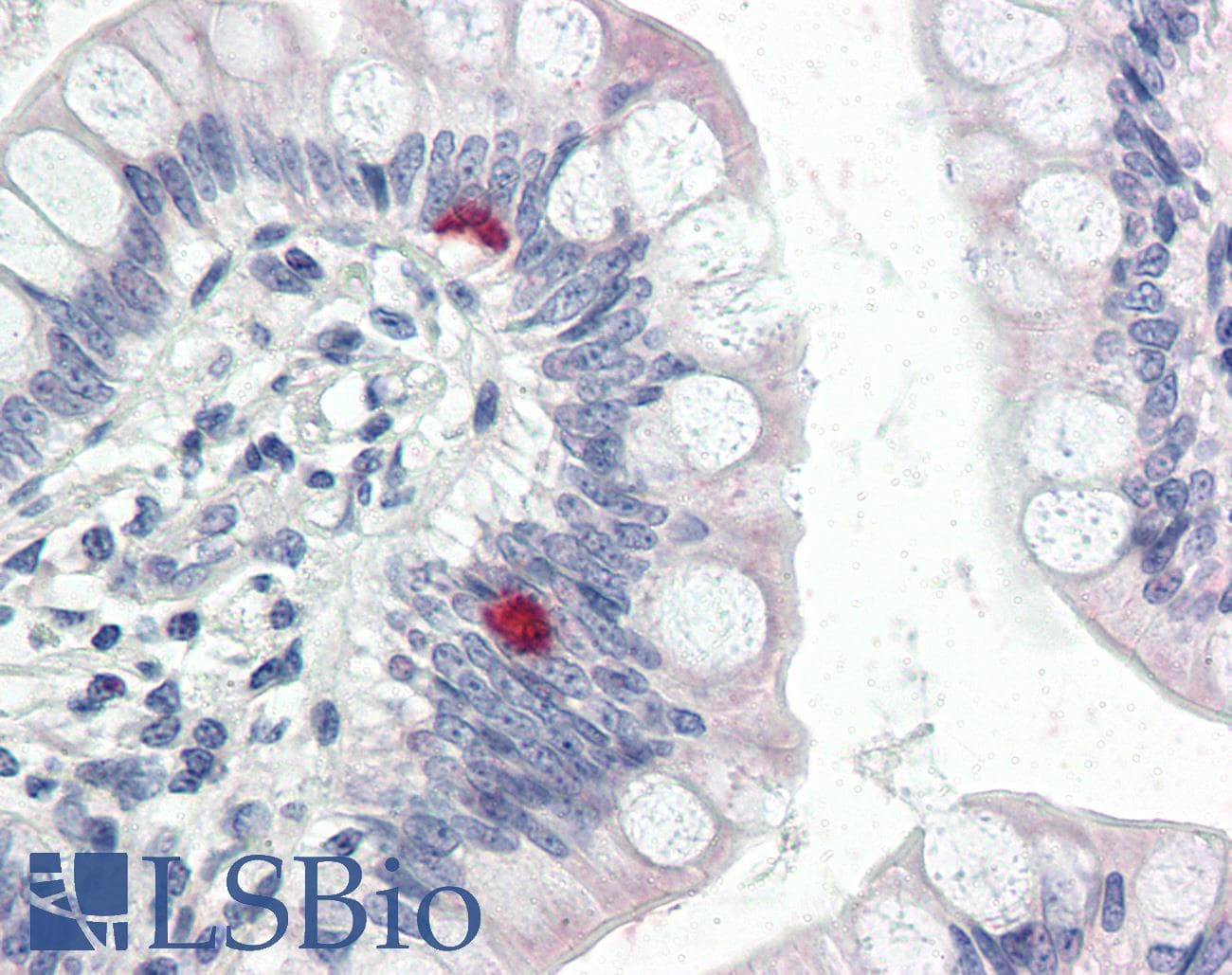 IHC-plus™ COPA / Xenin Antibody (aa1-19)