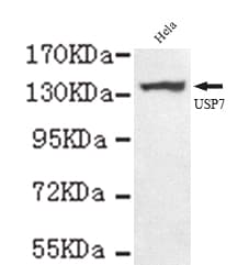 USP7 / HAUSP Antibody (C-Terminus)