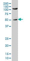 IHC-plus™ p66 / SHC Antibody (clone 3F4)