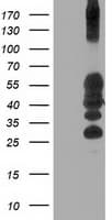PTP1B Antibody (clone OTI1B4)