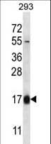 HBQ1 Antibody (aa1-28)