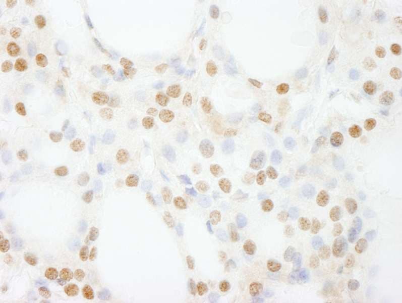 GTF3C4 Antibody (aa1-50)
