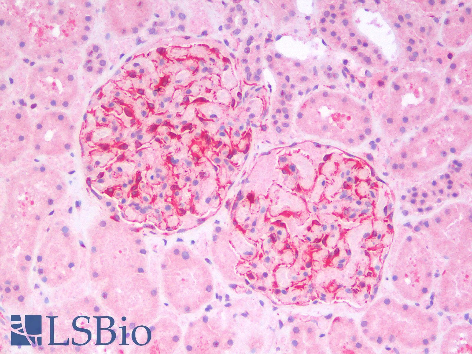 PathPlus™ Polyclonal Rabbit anti-Mouse Vimentin Antibody (IHC, WB)