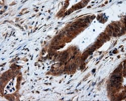 HMRF1L / MTRF1L Antibody (clone OTI1B3, Carrier-free)
