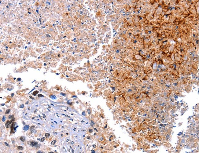 HMOX1 / HO-1 Antibody
