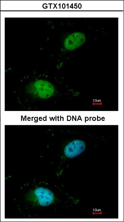 SAFB1 / SAFB Antibody (aa476-695)