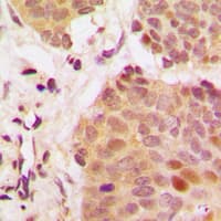 G3BP1 / G3BP Antibody (Internal)