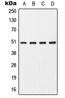 CHRNA7 Antibody (Internal)