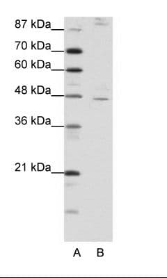 COUP-TFII / NR2F2 Antibody (aa311-360)