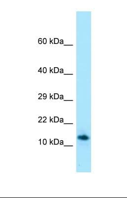 SPRN / SHADOO Antibody (aa79-128)