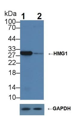 HMG1 / HMGB1 Antibody (aa1-215)