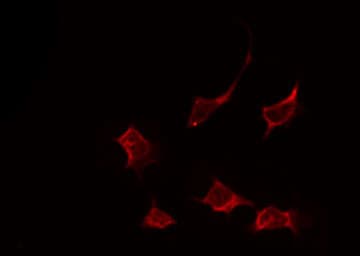 AHR Antibody