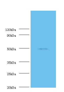 SMAD3 Antibody