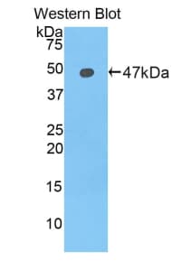 LCN12 Antibody (aa30-193, Biotin)