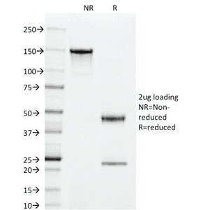 CD55 Antibody (clone 143-30)