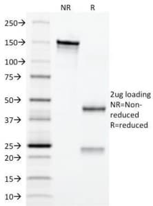 EPO / Erythropoietin Antibody (clone EPO/1367, Azide-free, BSA-free)